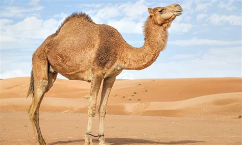 camel camle|20 Cool Camel Facts